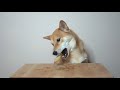 dog eats 3 biscuits for 300 000 subscribers.