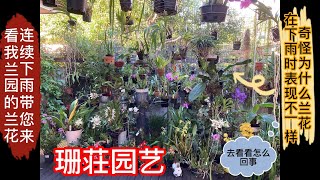 珊荘园艺 (018) 四季兰园系列二:带您来看连续下雨对兰花的影响,我家四季兰园的花怎样了?