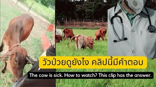 วัวป่วยดูยังไง คลิปนี้มีคำตอบ How does a sick cow look? This clip has answers. #cow #วัว #เกษตร