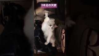 【ペルシャ猫】2本足で遊ぶチンチラ子猫がかわいかった💕