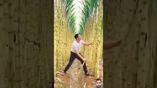 #sugarcane #farmer #agriculture #kisan #shorts #ganna #funny