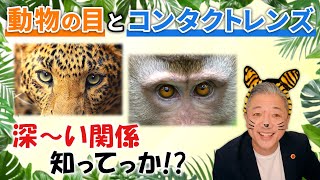 動物の目の見え方ってこんな風になっている！その見え方を応用したコンタクトレンズをご紹介！【生体模倣】 【レンズアップル】【コンタクトレンズ】