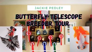 Fish room tour | Jackie Pedley | Butterfly Telescope Goldfish