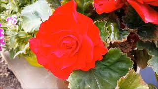 Begonia - Poradnik Ogrodowy #191