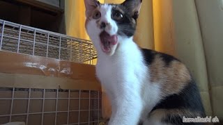 2014 9 21 保護子猫ミケ 下の乳歯が抜けた日 The date of missing baby teeth of kittens【瀬戸の三毛猫日記】