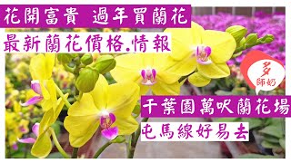 【買年花2022】去蘭花大王~千葉園.買品種最多最靚的蘭花過年＼香港好去處＼屯馬線一日遊＼新界郊遊＼一日遊＼拍拖好去處