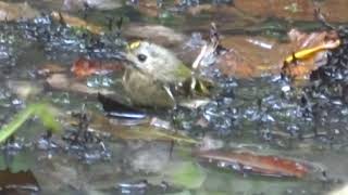 キクイタダキの水浴び