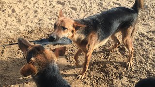 Slippers cut by German shepherd | Dogs cut sleeper | slippers cutting by dog |