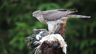 Sparrowhawk and lunch