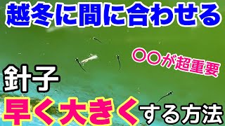 秋にメダカの針子を早く大きくさせて越冬サイズにさせる方法！○○が1番重要！メダカ睡蓮ビオトープ　稚魚