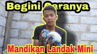 CARA MANDIKAN LANDAK MINI!!!