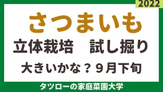 さつまいも立体栽培　試し掘り収穫　９月下旬　家庭菜園