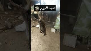 صيد اليوم  🐀