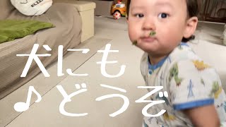 収穫した野菜を【そのまま】むさぼり食う一歳三ヶ月🥬Go give it to the dog