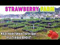 Exploring the Famous STRAWBERRY FARM in La Trinidad Benguet | Walking Tour |