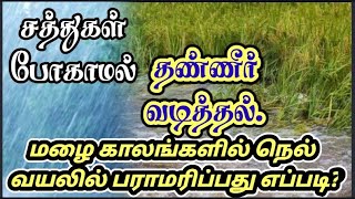 மழை காலங்களில் நெல் வயலில் பராமரிப்பது எப்படி மற்றும் சத்துகள் போகாமல் தண்ணீர் வடித்தல்.