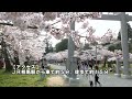 【ふくしま桜紀行】馬陵公園（相馬市）　紹介動画