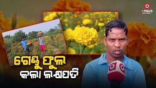 ଗେଣ୍ଡୁ ଫୁଲ ଚାଷ କରି ଲକ୍ଷପତି || Marigold Flowers || Farming || Gunupur || Odisha News