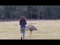 emu mating season