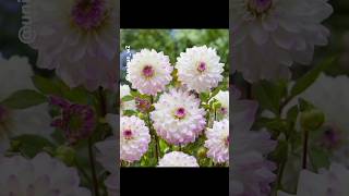 Beautiful natural flowers video// #nature​ #flowers​ #shorts​ #ytshorts​ #youtubeshorts​ 🌹🌹🌹💐