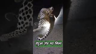 तेंदुआ ने किया शिकार | सड़क पर तेंदुए का खौफ | Attack Leopord | #youtubeshorts #leopard #petsvlog