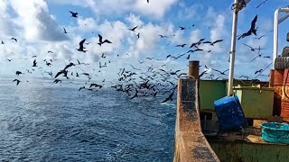 Kapal membawa Ribuan ikan diikuti Ribuan burung