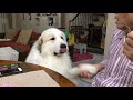 粘り勝ちでおやつをgetしたアラン　great pyrenees　グレートピレニーズ