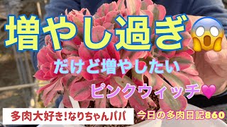 【多肉植物】【ガーデニング】【農家】【農業】【農園】【園芸】ちょっと⁉️増やし過ぎじゃないですか❓　　      多肉大好き！なりちゃんパパ　多肉奮闘記その860