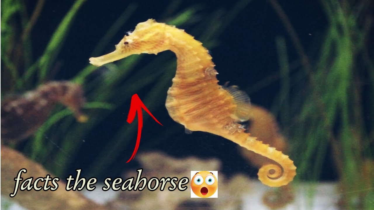 Seahorse Facts National Geographic _ True Facts Seahorse _ 2023 _ Birds ...