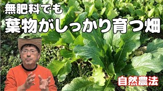 無肥料でも葉物がしっかり育つ畑