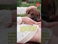 how to help dogs stop losing their appetite ldc 214 shorts @lovedogs7747