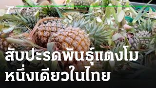 ชาวสวนปลูกสับปะรดพันธุ์แตงโม หนึ่งเดียวในไทย | 03-02-66 | ตะลอนข่าว