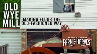 Grinding Flour at a 330 Year-Old Mill | Maryland Farm \u0026 Harvest