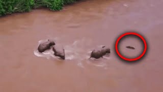 When A Baby Elephant Got Trapped In A River, Three Adults Rushed In To Try And Save It From Drowning