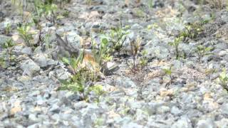 Killdeer at Bowers Beach in 4K UHD does a distraction display