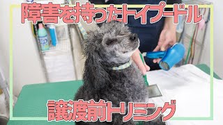 【保護犬】寝たきりから復活！全盲トイプードル「クルル」の譲渡前トリミング♪