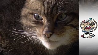 Reintroducing Endangered Wildcats Into Scotland