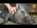 huge pig needs his cuddles but lady didn’t expect it cuddle buddies