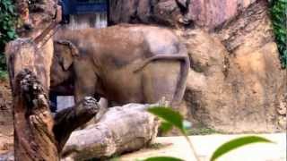 天王寺動物園　ゾウ　博子さん_20120706_181.MOV