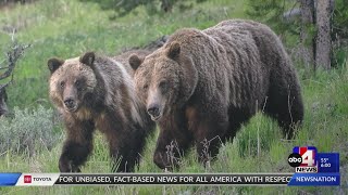 Grand Teton's most famous Grizzly hit by car, dies