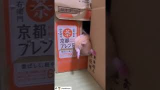 ハムけつ好きのためだけのハムけつ動画【ててらぼペット部】