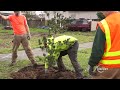 Urban & Community Forestry Grant - Tacoma Report - March 8, 2024