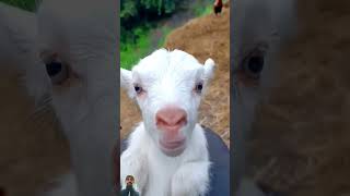 Kuzu Sesi #goat #shorts #babygoat #goatsound #shorts