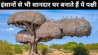 इंसानों से भी शानदार घर बनाते हैं ये पक्षी | Most beautiful nests in the world