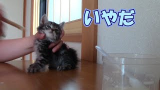 【保護 子猫】哺乳器が嫌いな子にミルクの注射してみた【生後3週】#kitten #保護子猫 #子猫