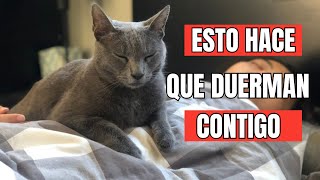 Las 8 razones REALES por las que tu GATO duerme contigo