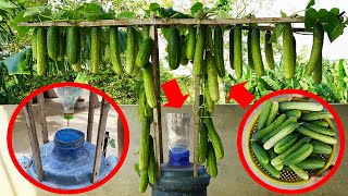 The Secret To Growing Cucumbers Easily At Home