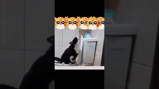 Funny cat | cute cats and dogs reaction animals doing funny things #funnycats #shorts #cats