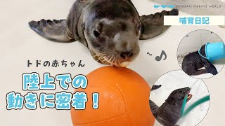 トドの赤ちゃん：陸上での動きに密着！（城崎マリンワールド）