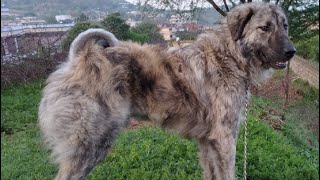 Most Beautiful Bakarwal Dog | 1 year old | Highly Aggressive Dog #BakharwalDog